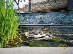 Santa Anita Mall Turtles - Arcadia -  COVID-19 Under Stay at Hom