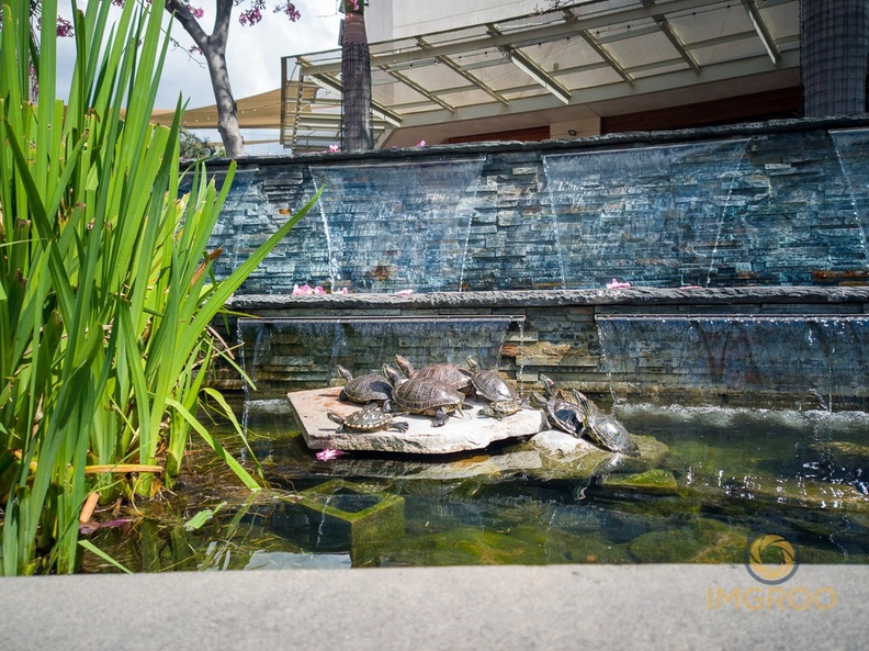 Santa Anita Mall Turtles - Arcadia -  COVID-19 Under Stay at Home Order-IMG_20200321_113843.jpg
