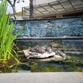 Santa Anita Mall Turtles - Arcadia -  COVID-19 Under Stay at Home Order-IMG_20200321_113843.jpg